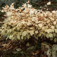 „Bílý“ buk z Moravského krasu: jak může strom žít 30 let bez fotosyntézy